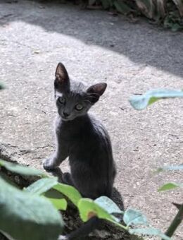 Katze SUMMER sucht ihr Glück - Augsburg