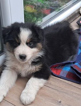 Australian Shepherd Welpen, ASCA Papiere - Kölleda