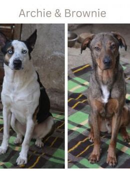 Archie & Brownie - Wendelstein