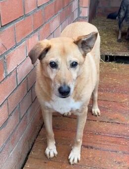 Ben von kettenlos - Bollingstedt