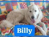 Billy1 - Rieden (Rheinland-Pfalz)