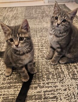 BKH-Mix Kitten - Wettenberg