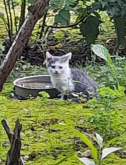 Süße junge Katzen - Stubenberg