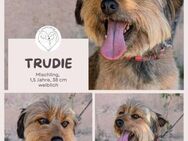 TRUDIE: Clever, Charmant & verschmust - Brühl (Nordrhein-Westfalen)