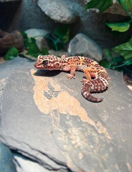 Leopardgeckoweibchen + Terrarium mit Zubehör zu verkaufen - Baierbrunn