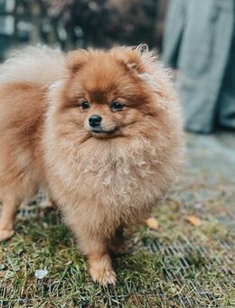 Wunderschöne Pomeranian Dame - Windeck