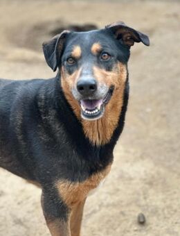 PEPPA - sie braucht ein Wunder - Dänischenhagen