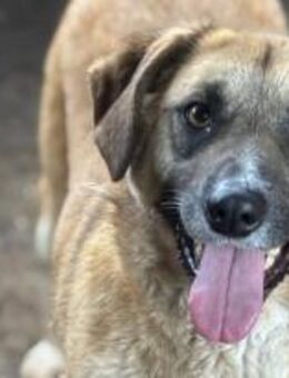 Yannis - Der Fröhliche 🐾 - Elsdorf (Nordrhein-Westfalen)