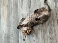 Zutraulicher Kater sucht liebevolles Zuhause – 4 Monate alt - Wittenberg (Lutherstadt)
