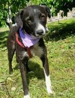 Eria eine kleinere Hündin mit Charme - Hüllhorst