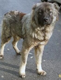 Ozzy - sucht Zuhause mit Hof & Garten - Marktleugast