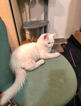 Kitty männlich 16 Wochen alt - Hagen (Stadt der FernUniversität) Hohenlimburg