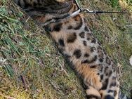 Bengalkater sucht neues Zuhause - Bovenden