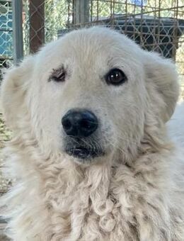 FIAMMETTA - bald auf PS in Sachsen - Dänischenhagen