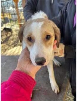 Toby - Pflegestelle oder Zuhause gesucht - Oberwies