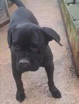 Imma - sucht dringend Herzensmensch - Grevenbroich