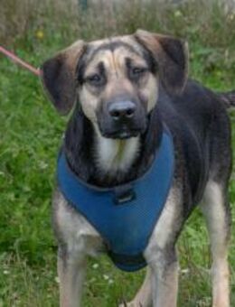 Pluto sucht Familienanschluss - Brunstorf