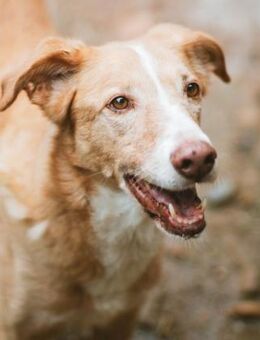DANITO - idealer Familienhund..... - Kempen