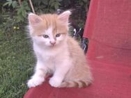 4 Sibirischen Mix BabyKatze - Neustadt (Donau)