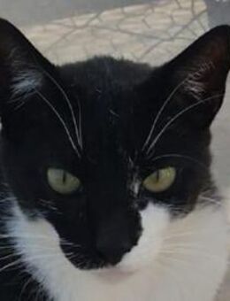 TOM-stolzer, großer, sehr sozialer Kater - Rösrath