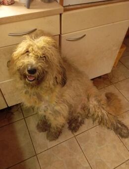 Eduard - Rüde - Neuhausen (Fildern)