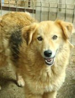 Chani - wartet auf ihre Herzensmenschen - München