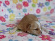 Golddust Yorkshire Terrier Welpen - Kaiserslautern