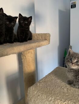 Reinrassige BKH Kitten - Nattenheim