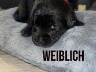 Labrador Welpen - Halle (Saale)