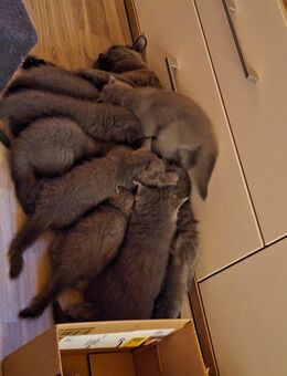 BKH KITTEN - Wächtersbach