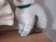 Bkh,Blue point Kitten - Dortmund Huckarde