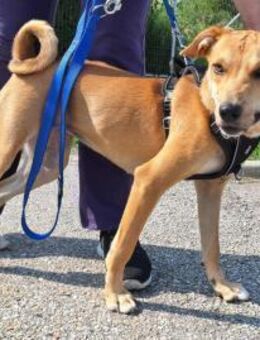 Hübsche, mittelgroße, freundliche Hündin - Kappeln (Schleswig-Holstein)