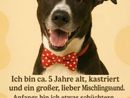 Huesitos sucht ein liebevolles Zuhause - Leipzig