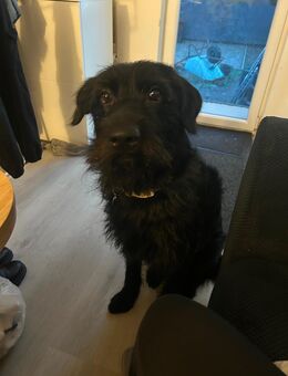 Neues Zuhause gesucht - Stade (Hansestadt)
