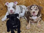 Wunderschöne American Bully Welpen der Extraklasse zu Verkaufen!! - Brackenheim