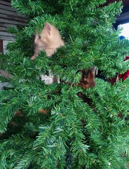 Kitten Katzenbabys Norwegische Waldkatze Maine Coon Rot Creme - Kindenheim