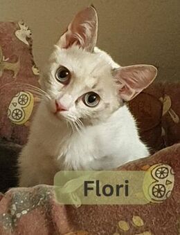 FLORI w., kastr., Siam-Mix, geb. 03/25 - Sipplingen