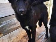 Blacky sucht Liebe & Familienanschluss - Koblenz