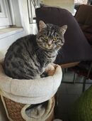 Verschmuste Katzenfamilie, Oma, Tochter und Enkelsohn suchen eine neue Familie mit Garten, Freigänger in 85309