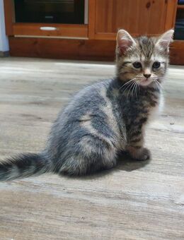 Wunderschöne Perser-Mix Katzenbabys dürfen ausziehen - Berlin