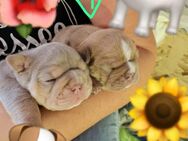 New Englisch Bulldogge - Luckenwalde