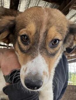 SIDNEY-wunderschöne Jung-Hündin,46 cm - Rösrath