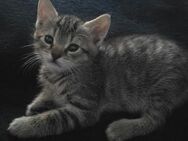 3 Katzen Kitten (W) (2Reserviert) - Neustadt (Weinstraße)