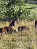 Soay Schafe in 88131