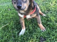 ❤️ 🐾 BUDDY, geb.24.04.2023, ca 35 cm. - Eichendorf