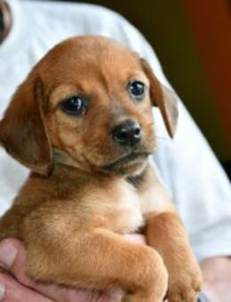 Nehmen Sie Lana bei sich auf? - Neuss