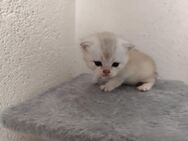 Zuckersüße BKH Babys suchen liebevolles Zuhause BKH Katzen - Unna