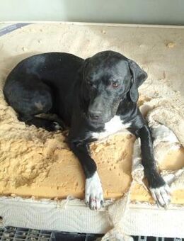 Chantal liebe Hündin braucht Sie Al - Ludwigshafen (Rhein)