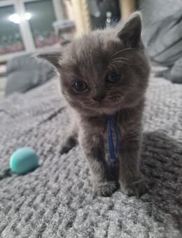 BKH Kitten - Germersheim