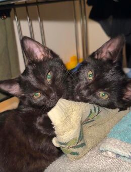 Süße schwarze Babys bereit für neues zu Hause - Mönchengladbach